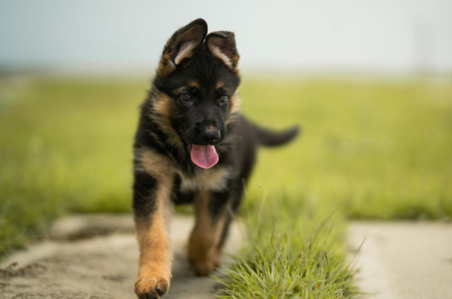 7 Best German Shepherd Breeders In California