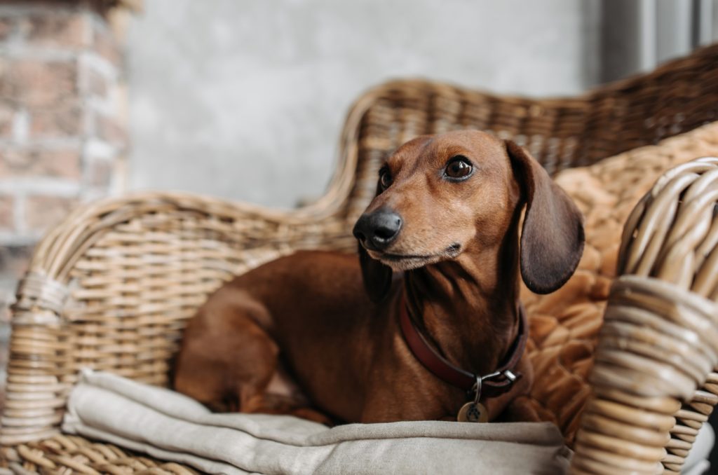 12 Best Dog Food For Dachshunds (Top Products Reviewed)