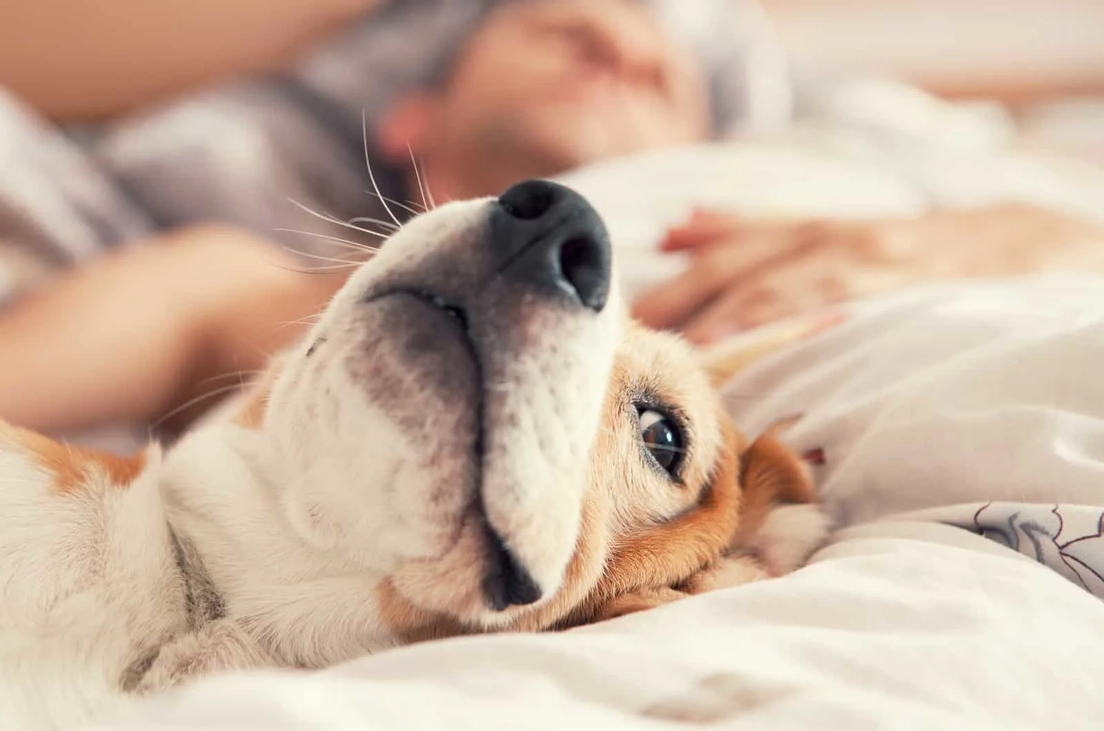 do dogs sleep with their favorite person