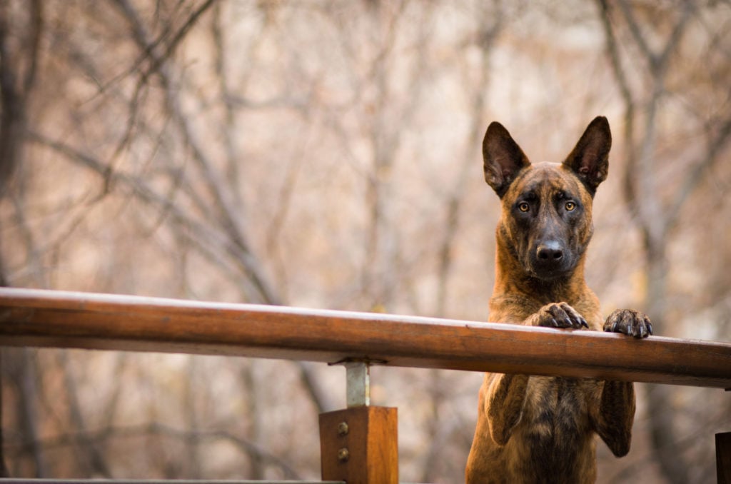 Belgian Malinois Vs. Dutch Shepherd: Which Is The Best?