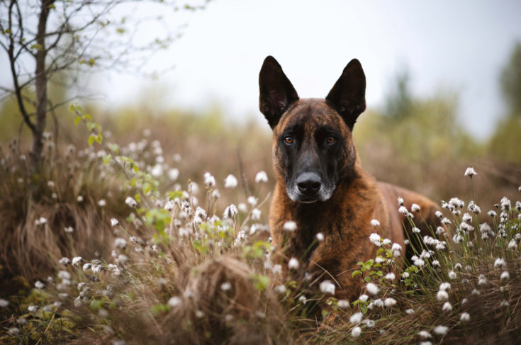 Belgian Malinois Vs. Dutch Shepherd: Which Is The Best?