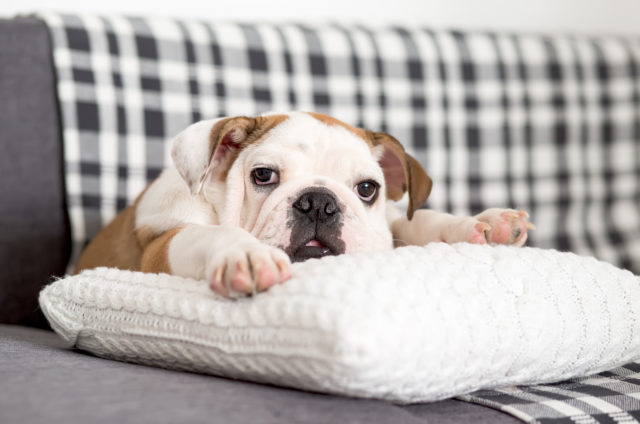 13 Best Bulldog Beds For Optimal Sleep & Healthy Development