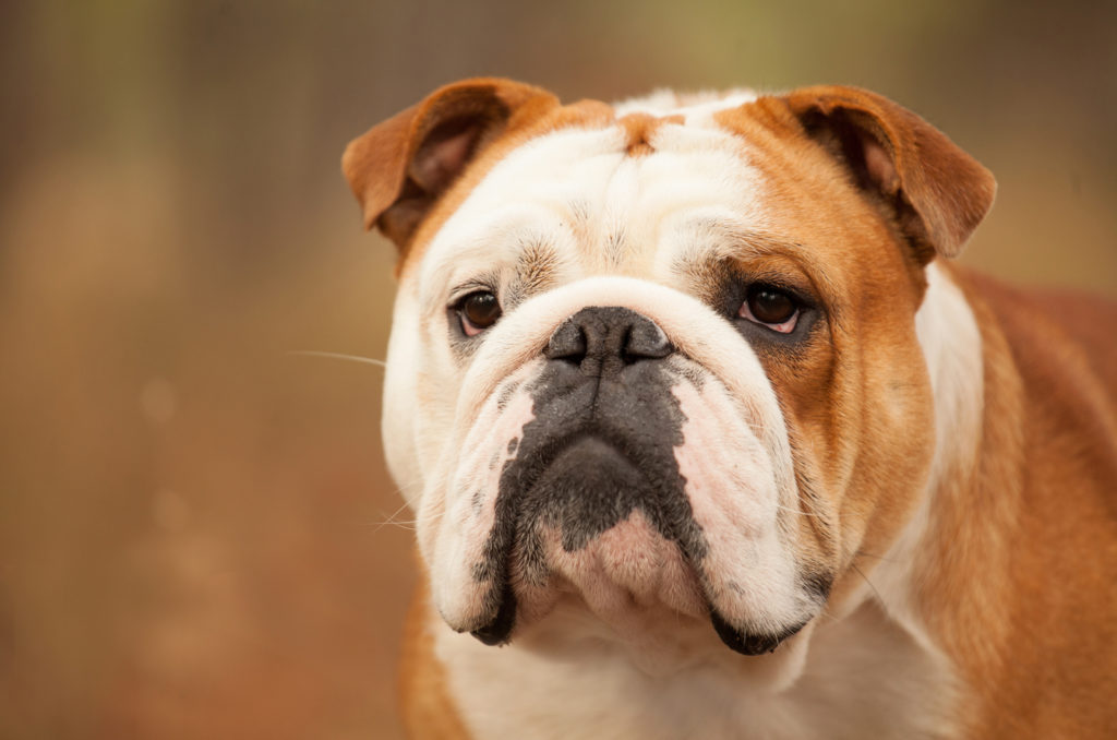 Best Food For English Bulldog: 9 Healthiest Picks And More!