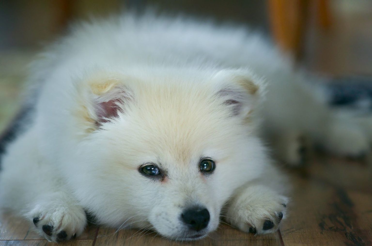 Best Samoyed Breeders – Where To Find Samoyed Puppies For Sale