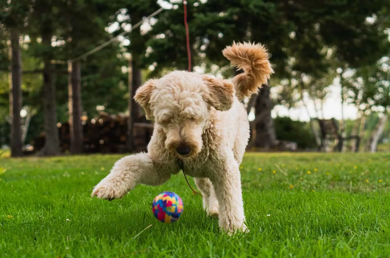 16 Goldendoodle Breeders: Places To Buy Your New Dog