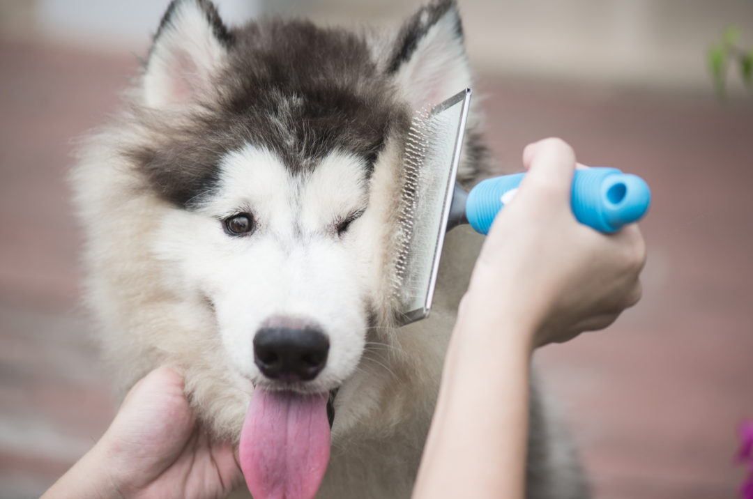 12 Best Dog Brushes For Huskies Keeping That Coat Fluffy