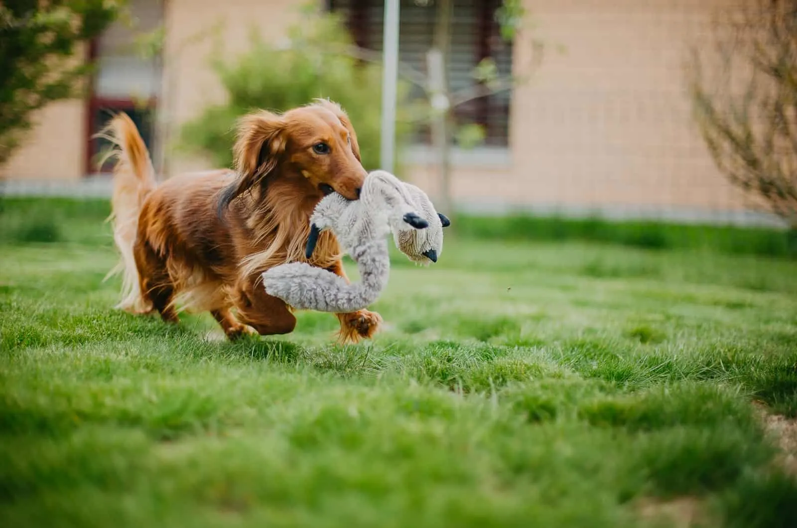 Our Top Toy Picks: 3 Best Toys for Dachshunds — Tug-E-Nuff