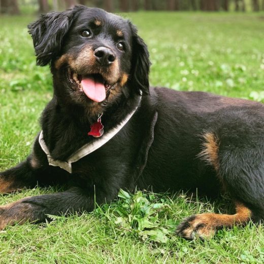 Long Haired Rottweiler: Genetics, Care, And General Info