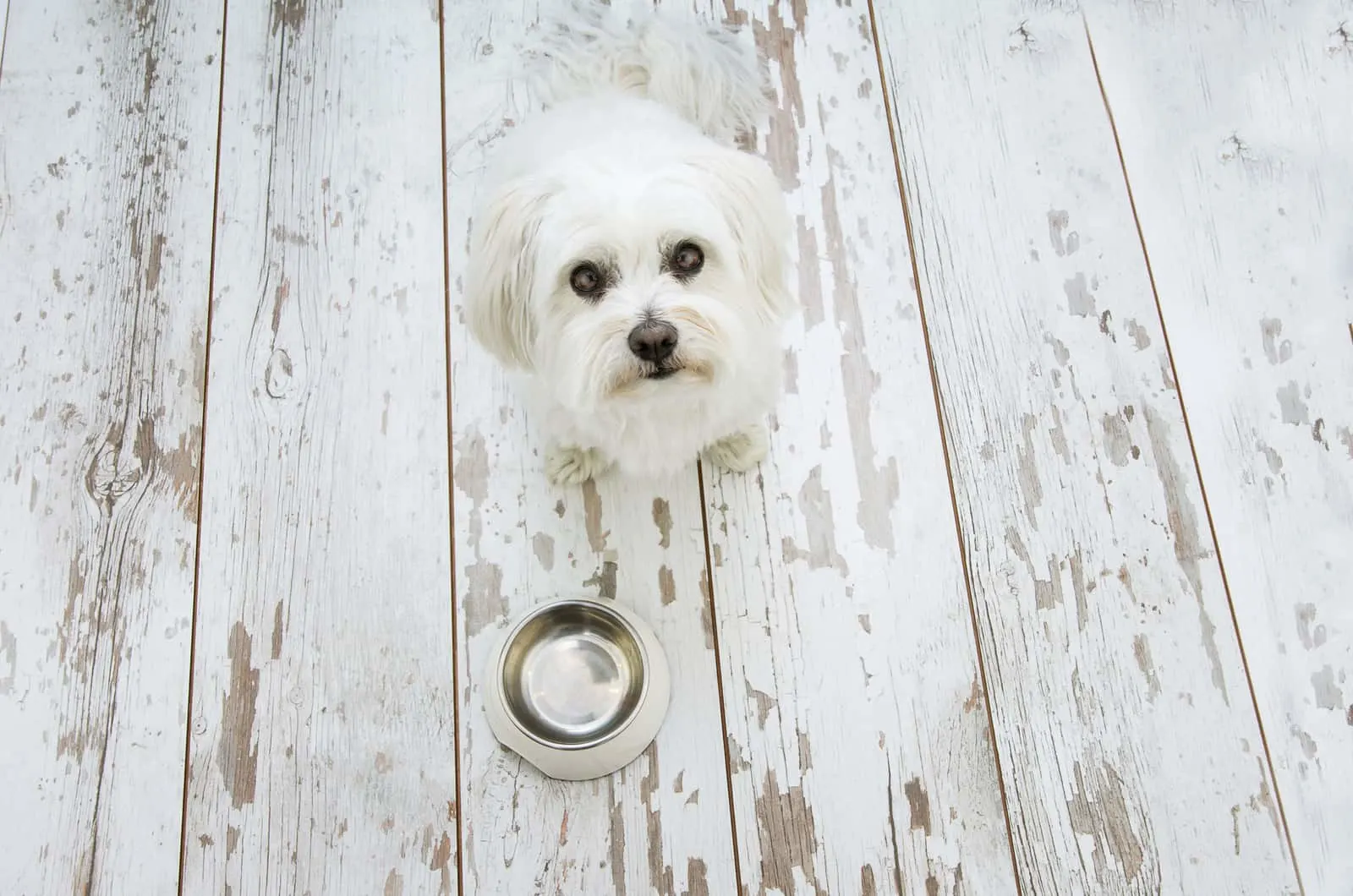 maltese in front of an empty bowl