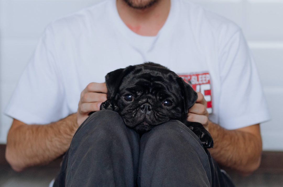 9 Best Pug Breeders How To Find A Breeder You Can Trust