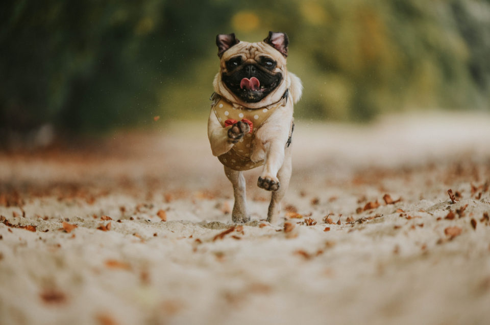 9 Best Pug Breeders: How To Find A Breeder You Can Trust