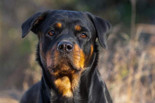 Long Haired Rottweiler: Genetics, Care, And General Info