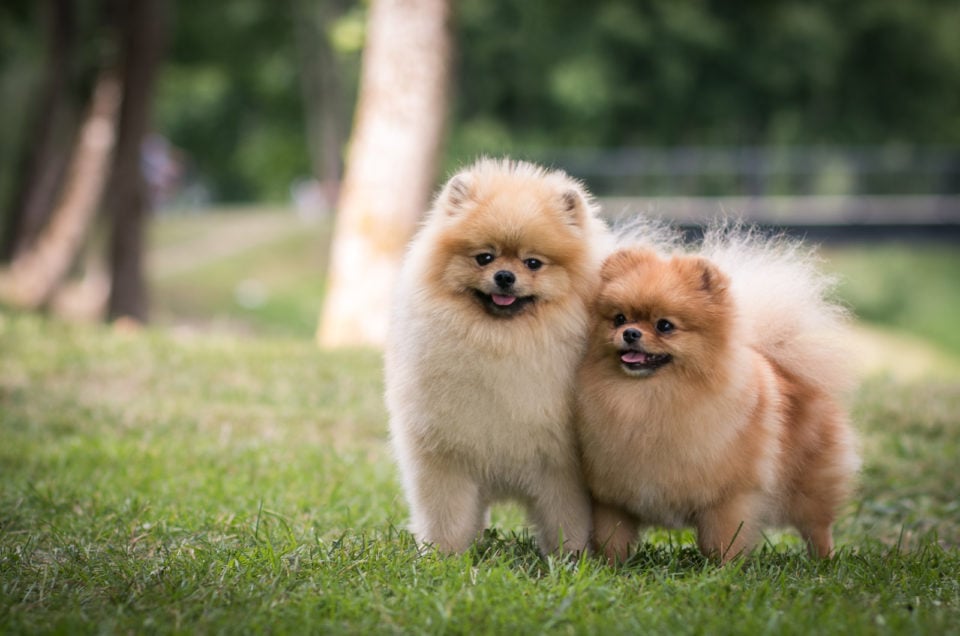 12 Best Pomeranian Rescues For Adoption: Where To Find A Pom