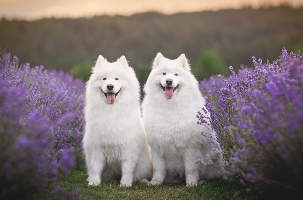 30+ Best Samoyed Breeders Where To Find Sammies