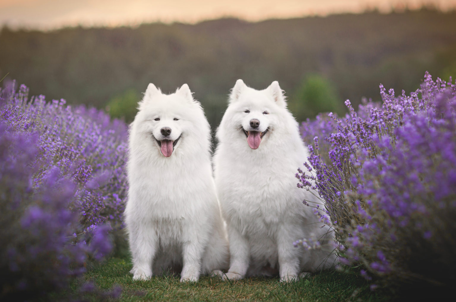 30+ Best Samoyed Breeders: Where To Find Sammies