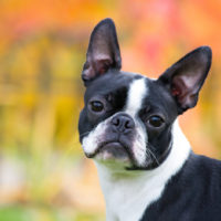 boston terrier