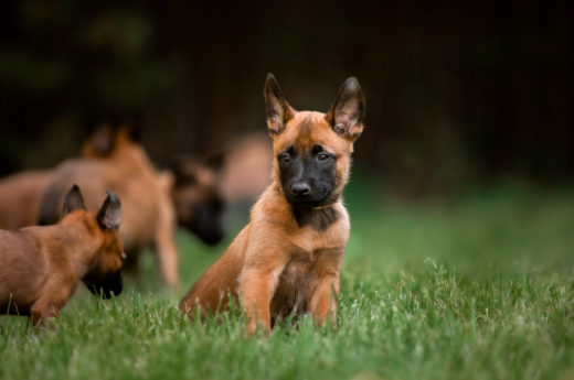 Belgian Malinois Shedding: Is There A Way To Reduce It?