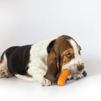 basset hound eating a carrot