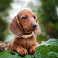 cute Dachshund puppy outside in nature