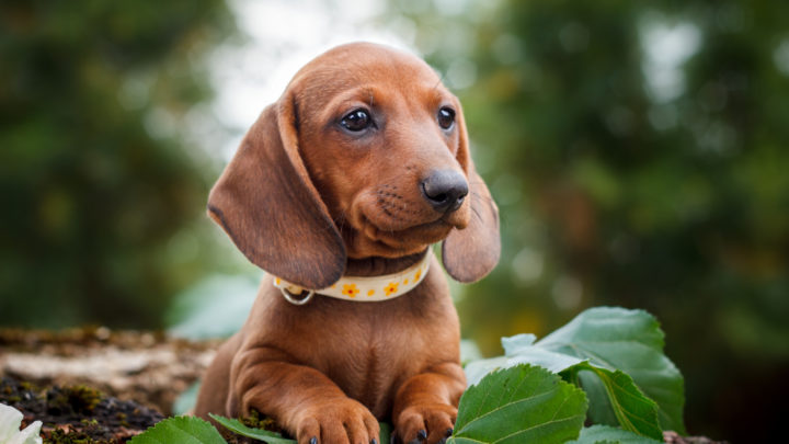 are dachshunds right for me