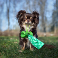 dog holding waste bags in her mouth