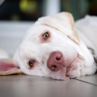 dog lying on floor looking at camera