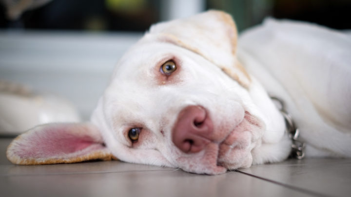 dogs-with-pink-noses-is-this-dangerous