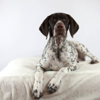 german shorthaired pointer