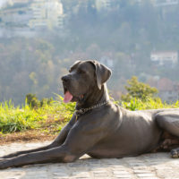 great dane sitting