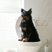 dog on a toilet bowl