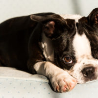 boston terrier