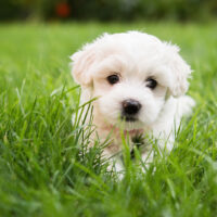 maltese puppy lying in grass looking at camera