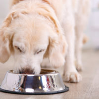 dog eating from bowl