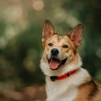 happy dog in nature