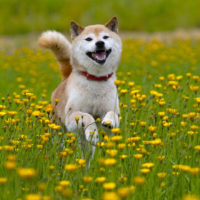 shiba inu running through a field