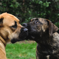 dog licking other dog face