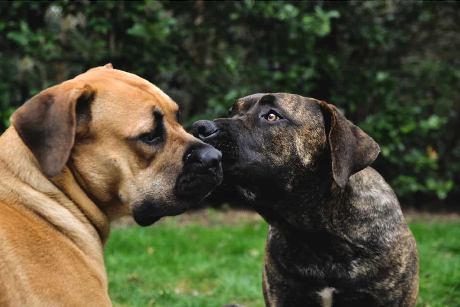 Why Do Dogs Lick Other Dogs Ears Here Are The Answers