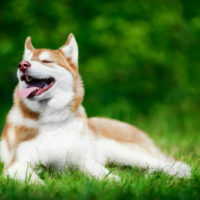 dog enjoying the sun