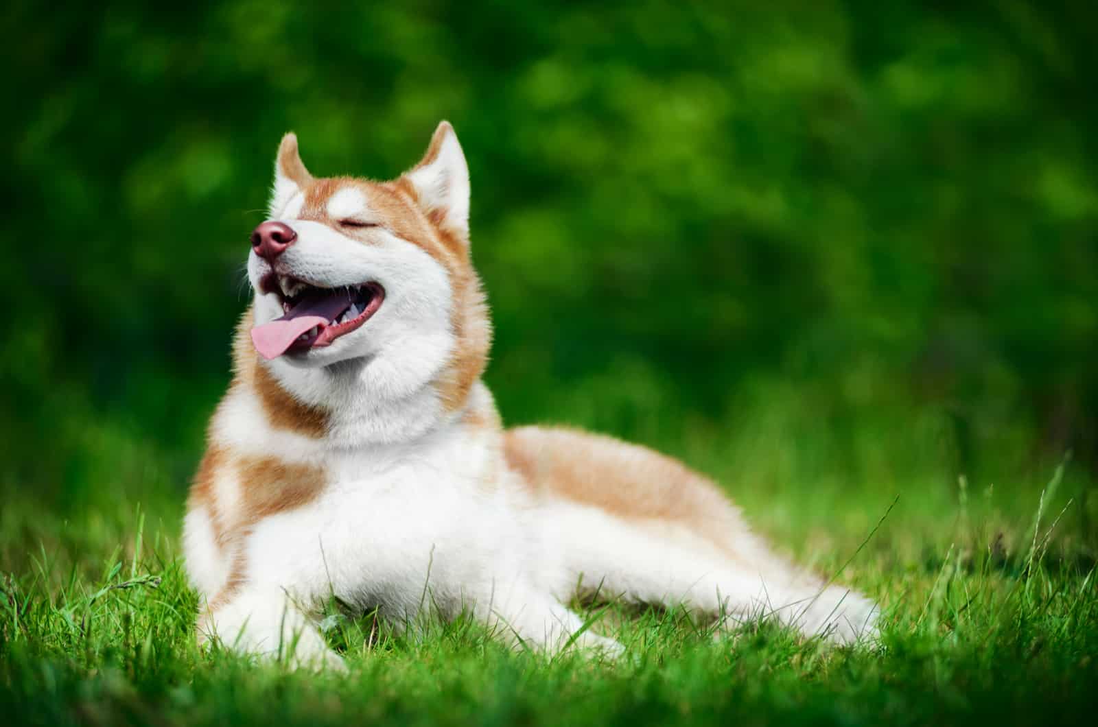 Why Do Dogs Like To Lay In The Sun Understanding Your Pooch