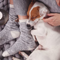 dog sleeping next to owner's legs