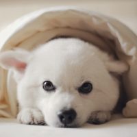 dog snuggled under a blanket