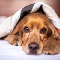 dog under a blanket