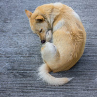 dog licking himself