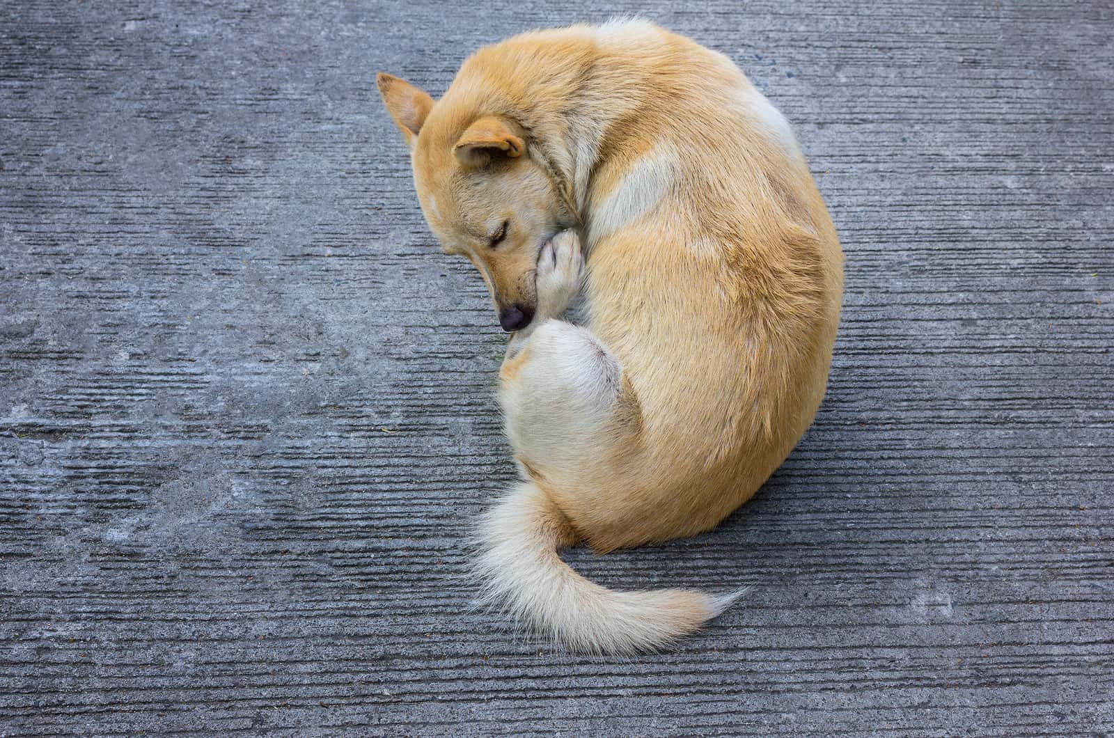 Why Is My Dog Licking His Butt The Cause And The Cure