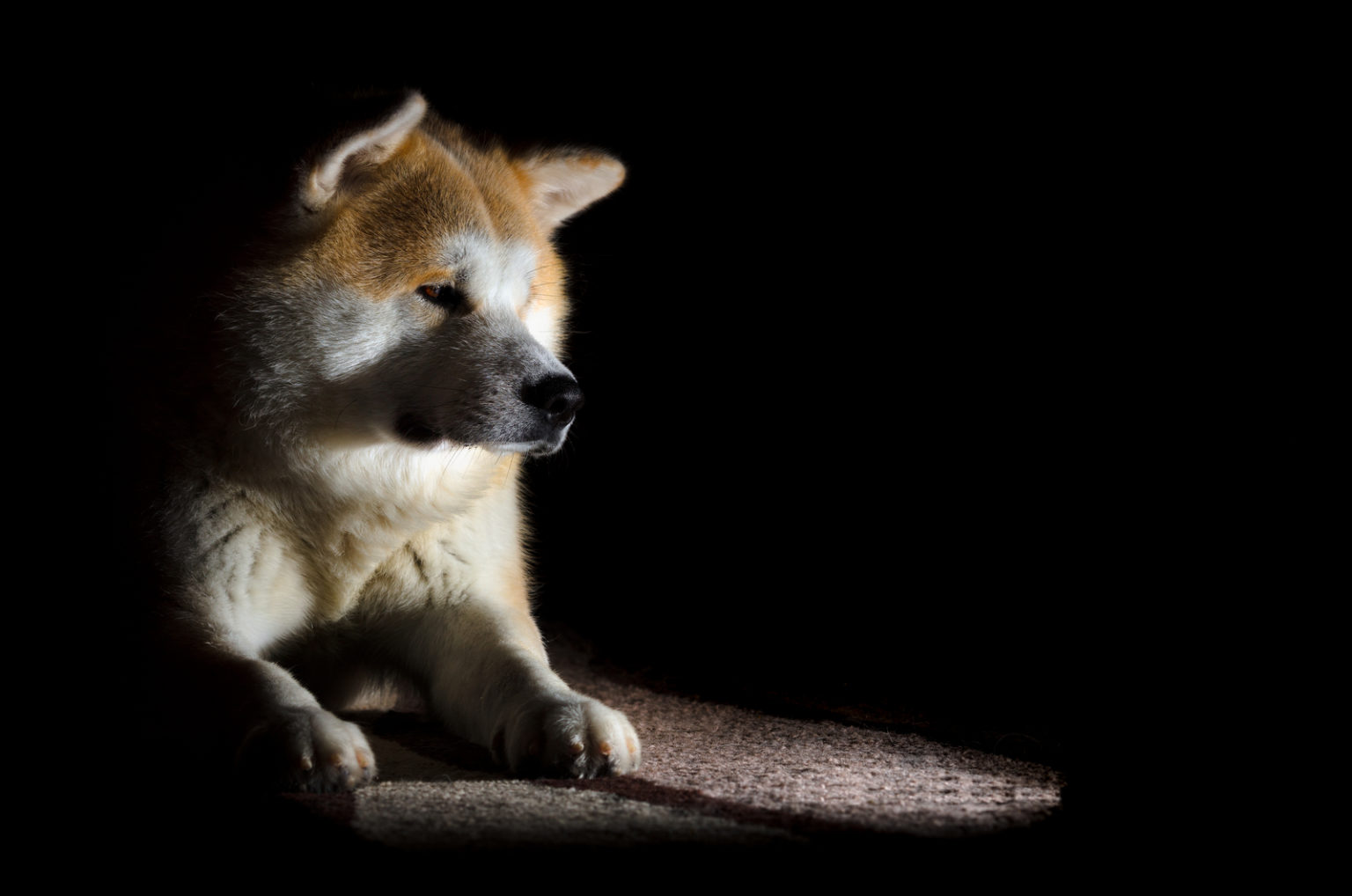 Why Do Dogs Cry At Night? Advice For Worried Pet Parents