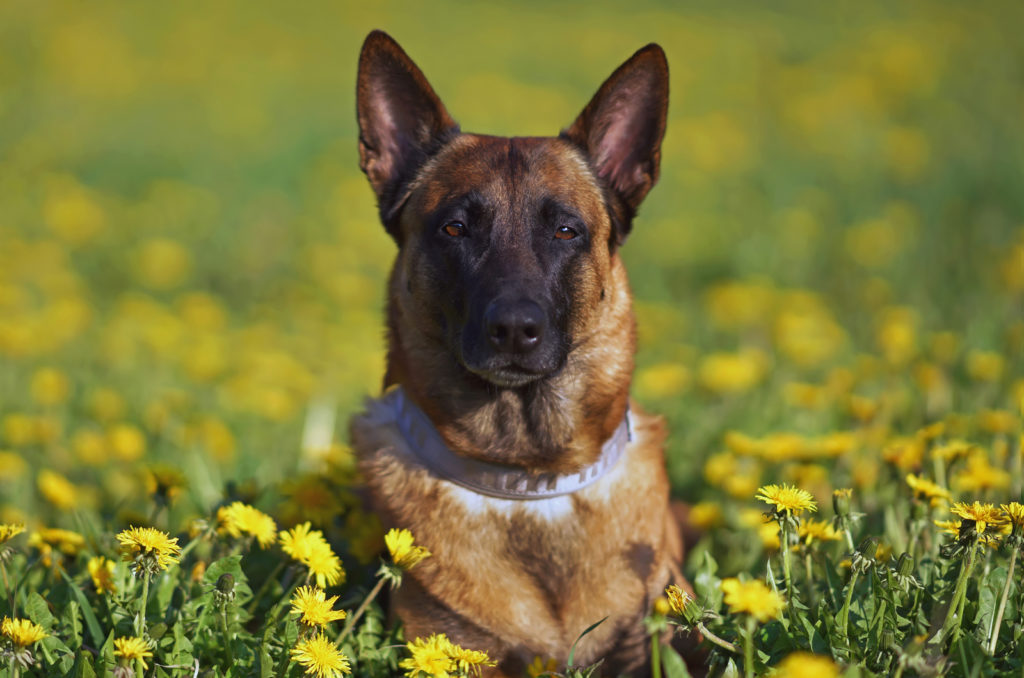 100+ Belgian Malinois Names: Find The Best Name For Your Mal