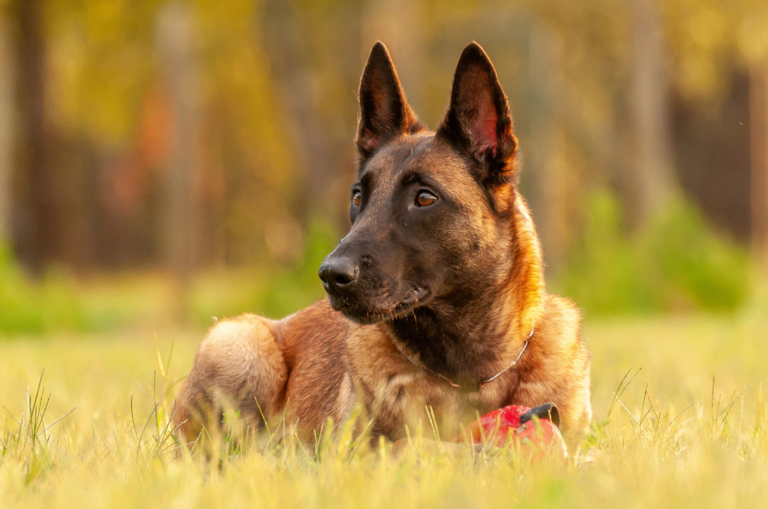 100+ Belgian Malinois Names: Find The Best Name For Your Mal