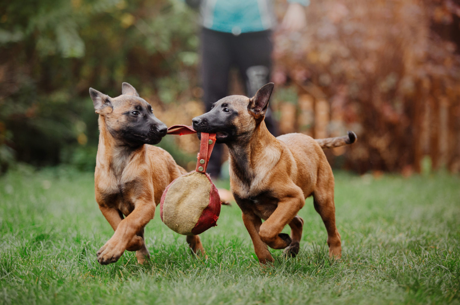 100+ Belgian Malinois Names: Find The Best Name For Your Mal