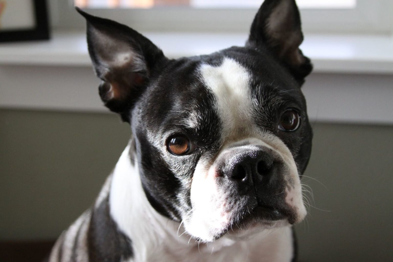 40+ Boston Terrier Mixes That Are The Cutest Pets Ever