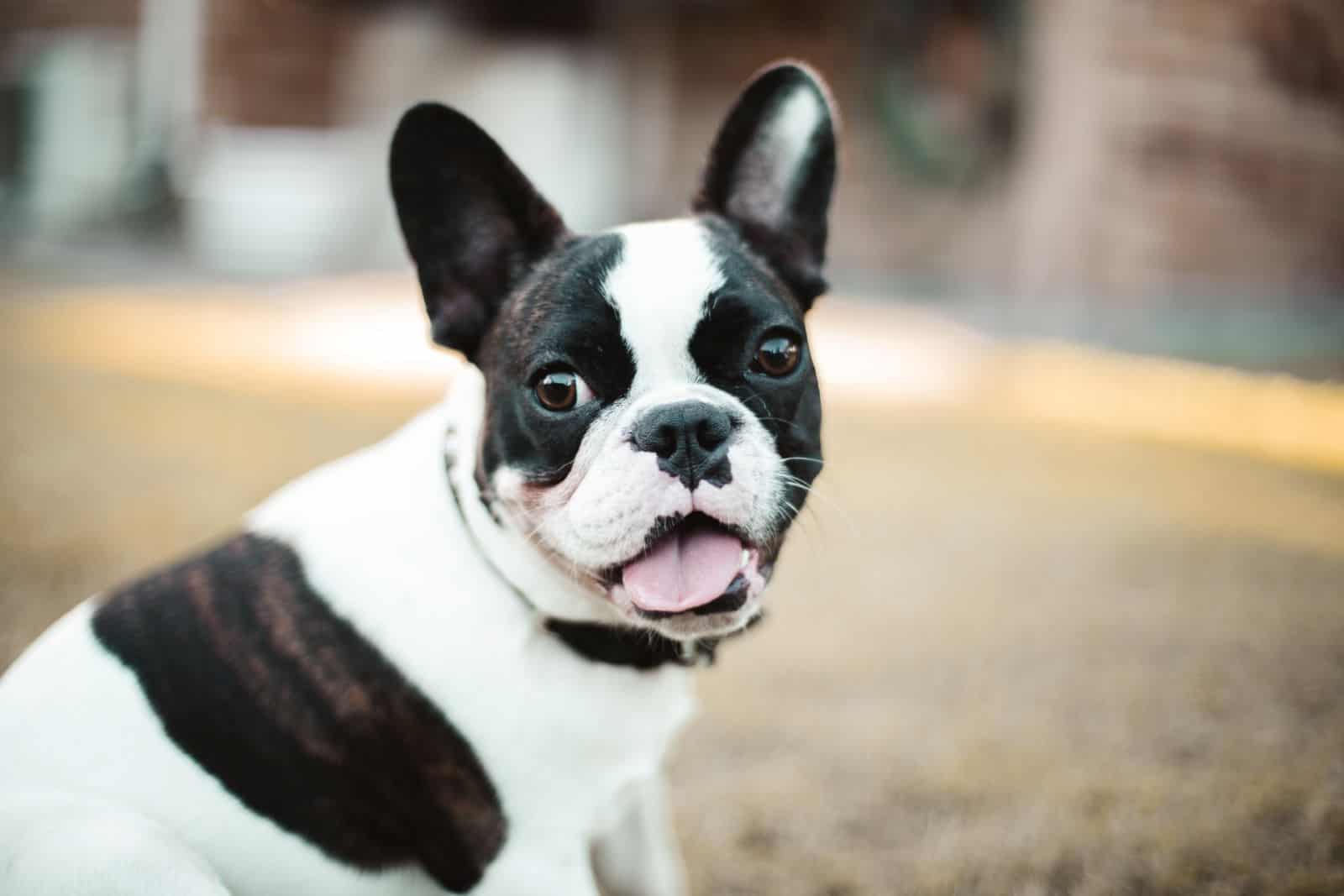 10 Best Collars For French Bulldogs: The Ultimate Guide